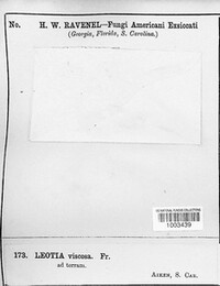 Leotia lubrica image